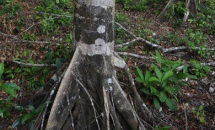 Kiền Kiền Phú Quốc