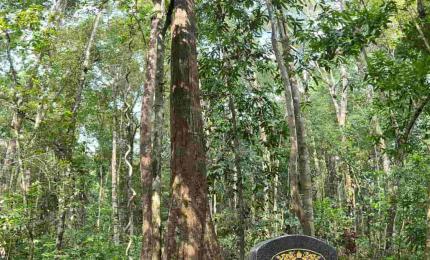 Kiền kiền Phú Quốc