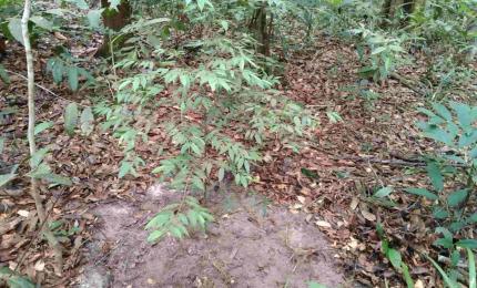 Cây kiền kiền con